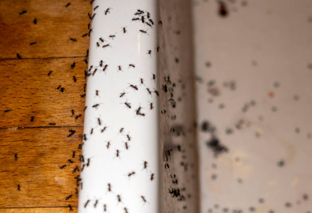 Best Affordable Pest Control Services  in Olney, TX