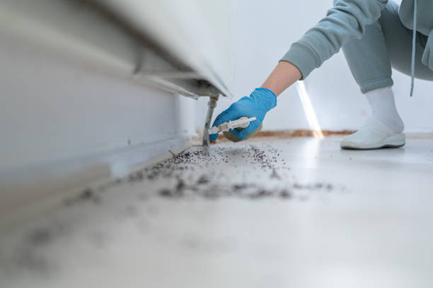 Best Wasp Removal Services  in Olney, TX